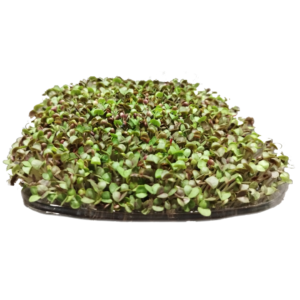 Albahaca Morada