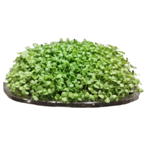 Albahaca Verde
