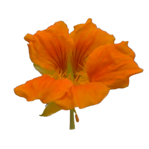 Flor de Capuchina