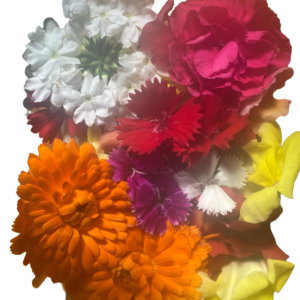 Flores Variadas
