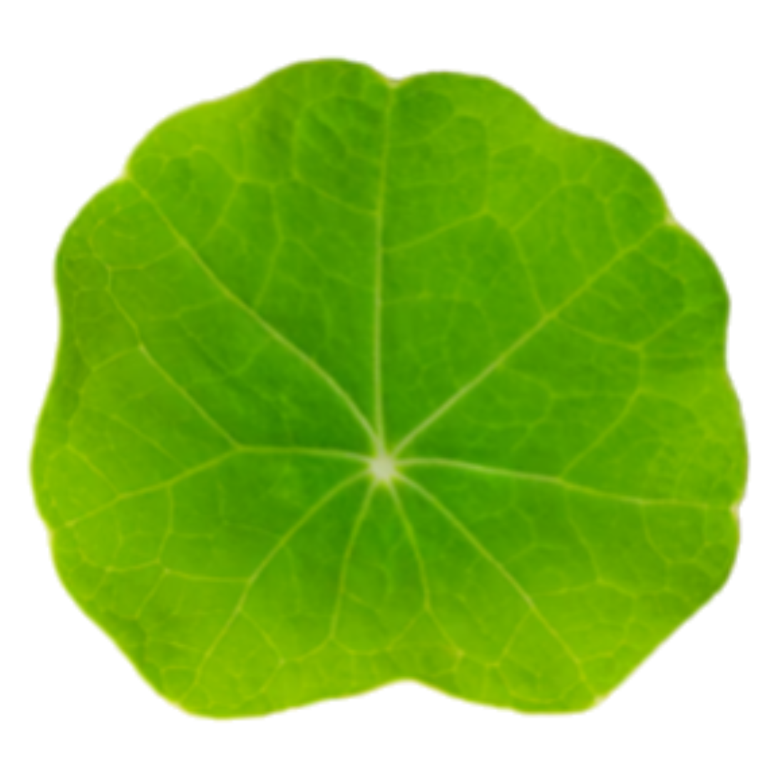 Hoja de Capuchina