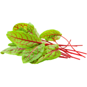 Hoja de Acedera Roja