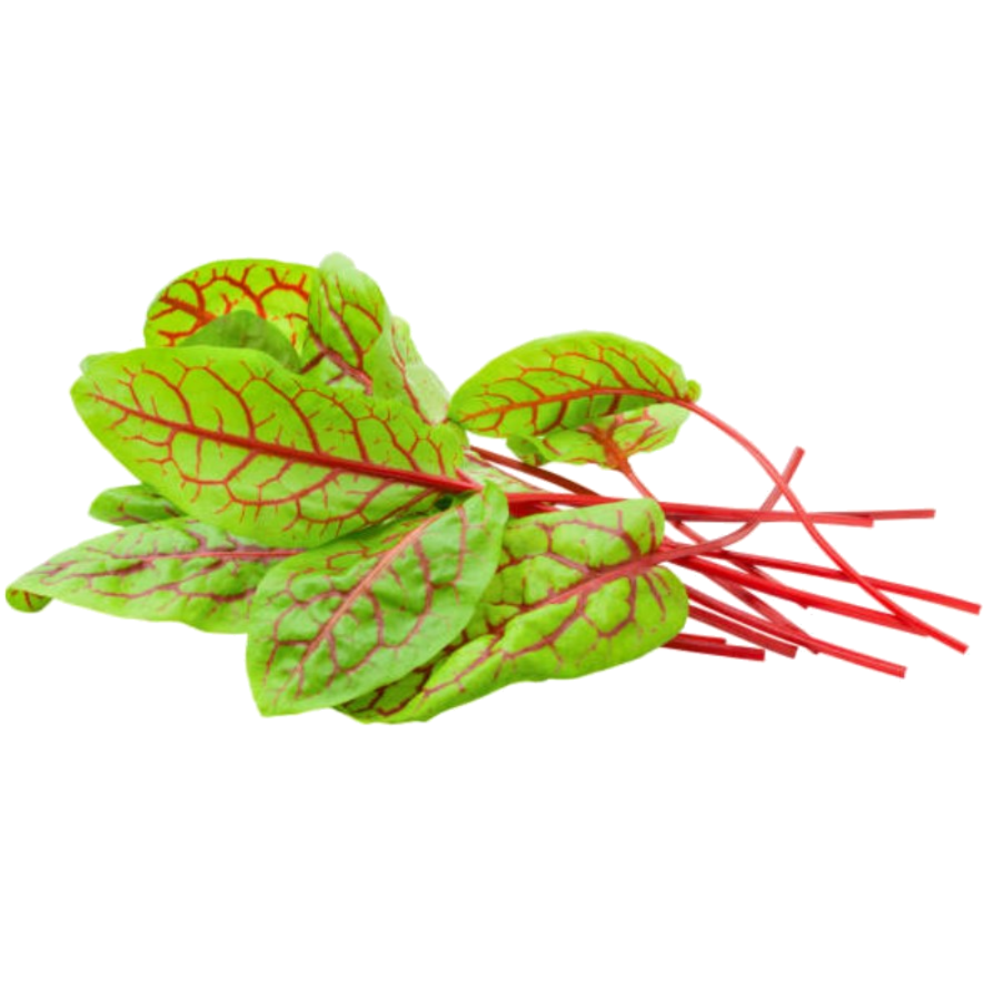 Hoja de Acedera Roja