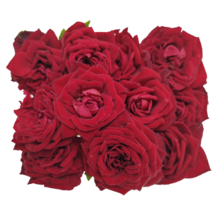 Rosas Mini