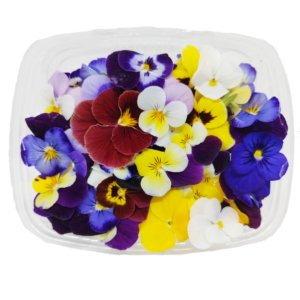 Viola Colores Variados